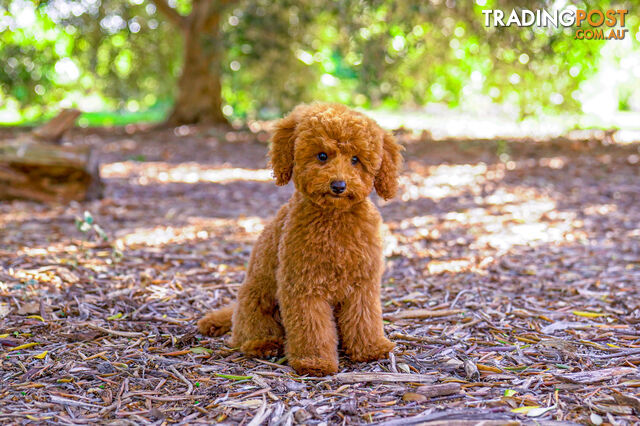 (STUD) PURE RED TOY POODLE DNA clear