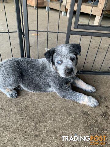 Australian Cattle Dogs Purebred Quality Pups