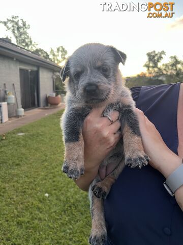 Australian Cattle Dogs Purebred Quality Pups