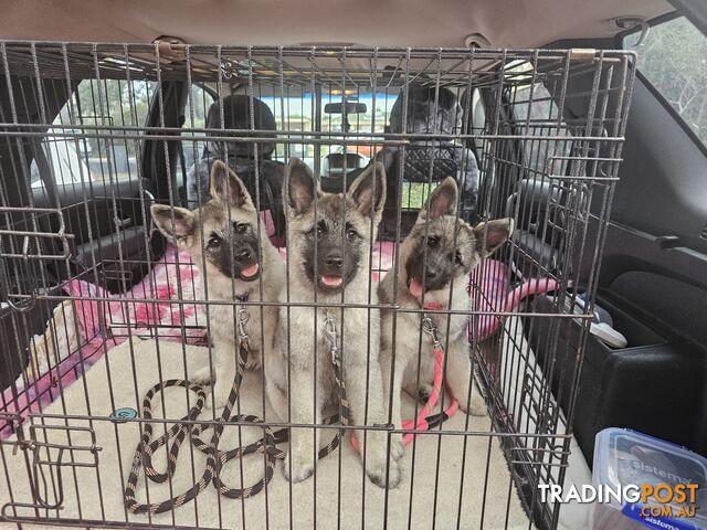 Norwegian Elkhound