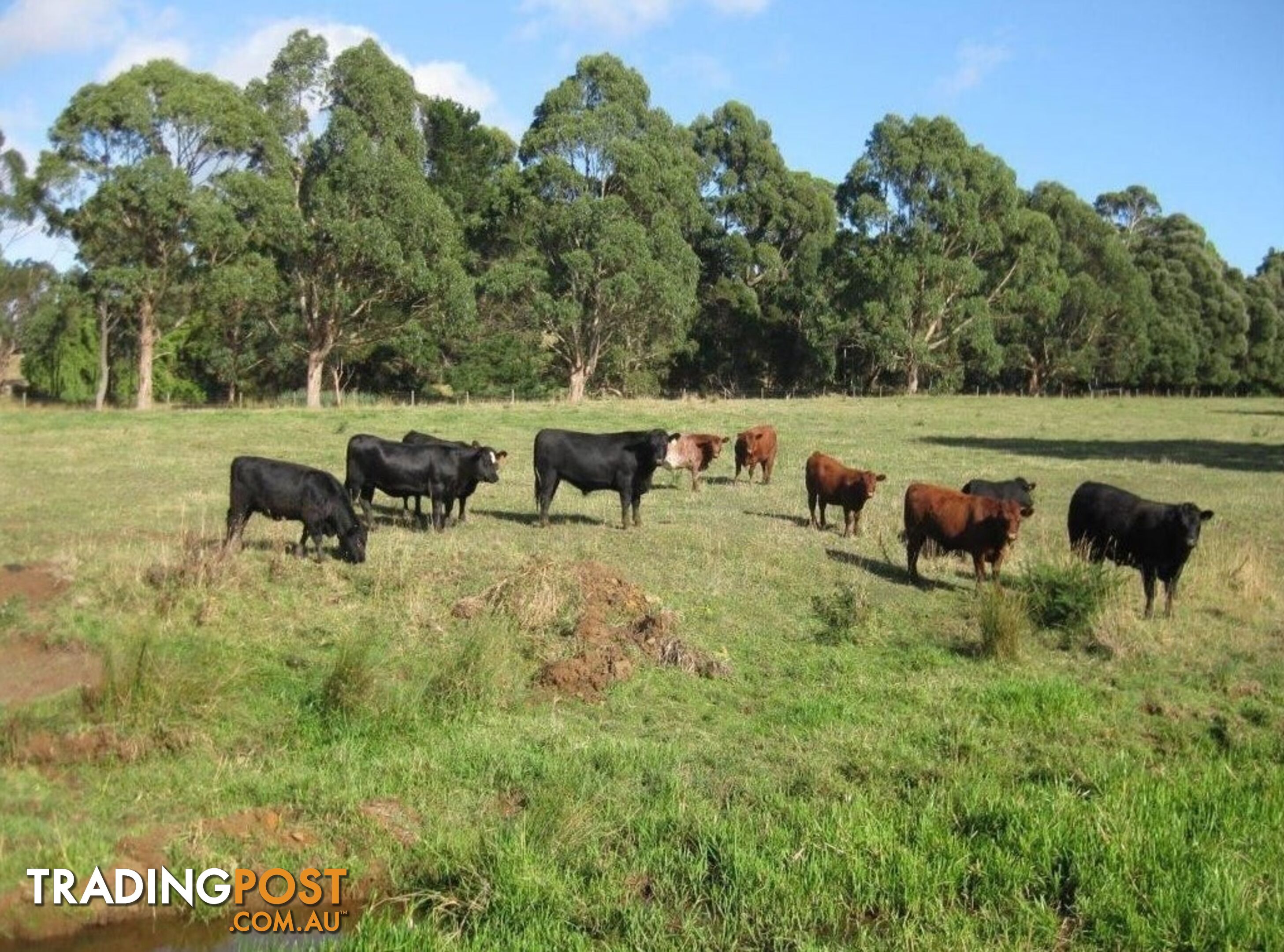 Pecks Road FLOWERDALE TAS 7325