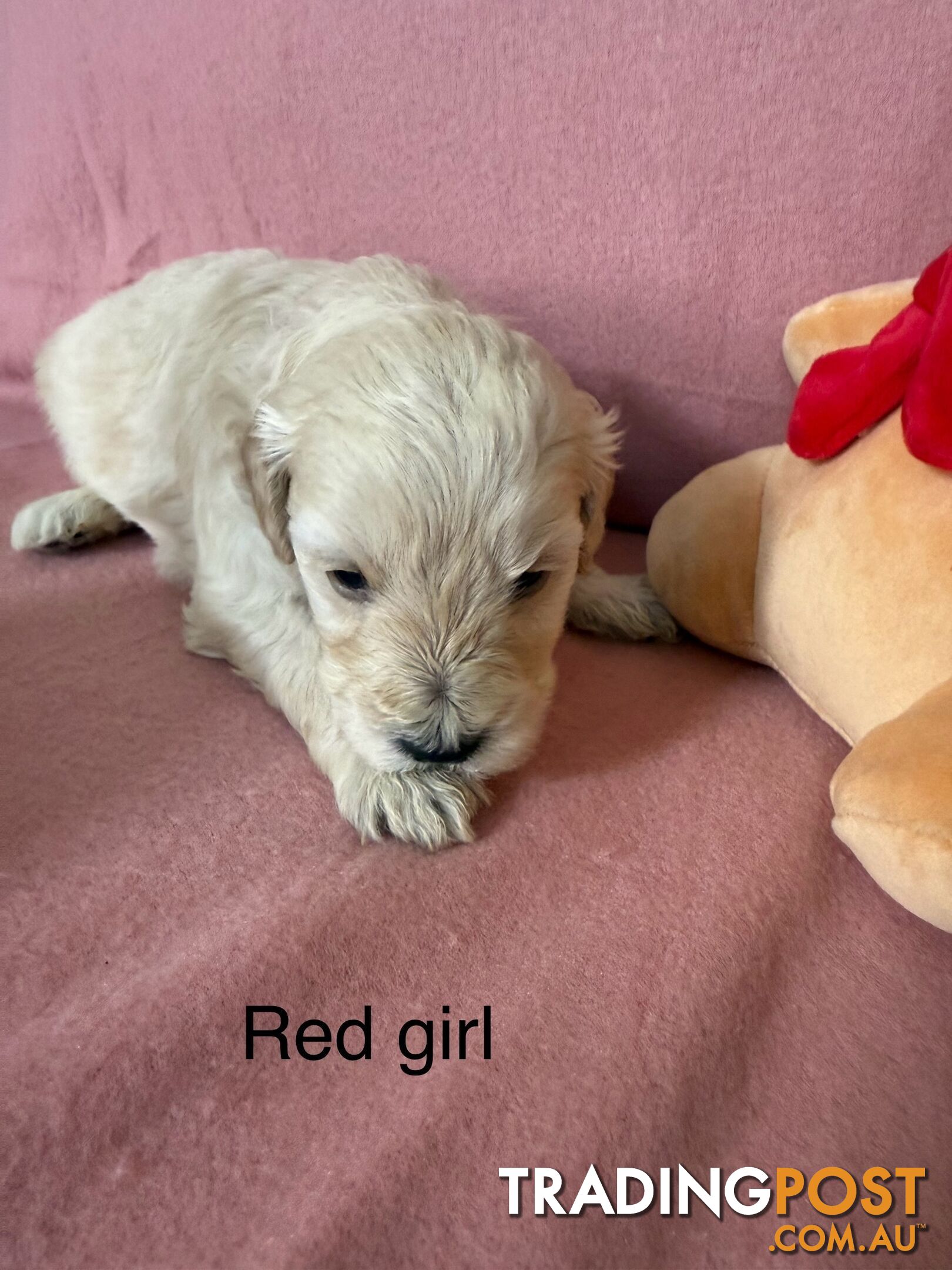 Mini Schnoodle pups ready for Xmas