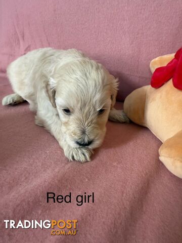 Mini Schnoodle pups ready for Xmas