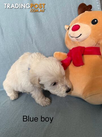 Mini Schnoodle pups ready for Xmas