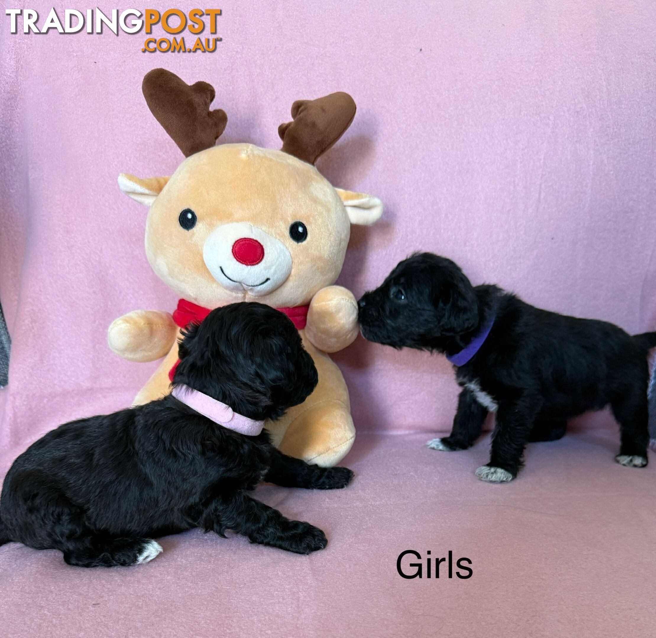 Mini Schnoodle pups ready for Xmas