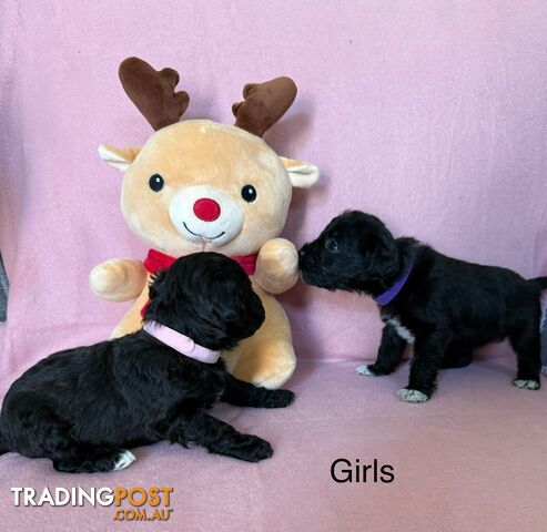 Mini Schnoodle pups ready for Xmas