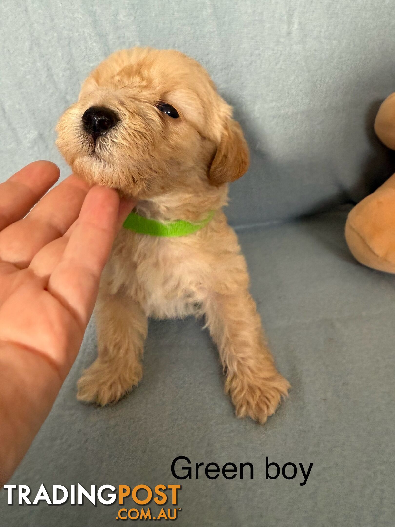 Mini Schnoodle pups ready for Xmas