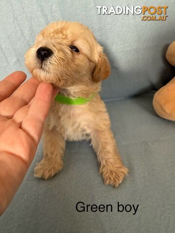 Mini Schnoodle pups ready for Xmas