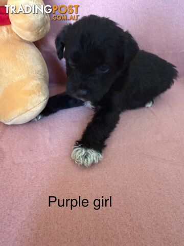 Mini Schnoodle pups ready for Xmas