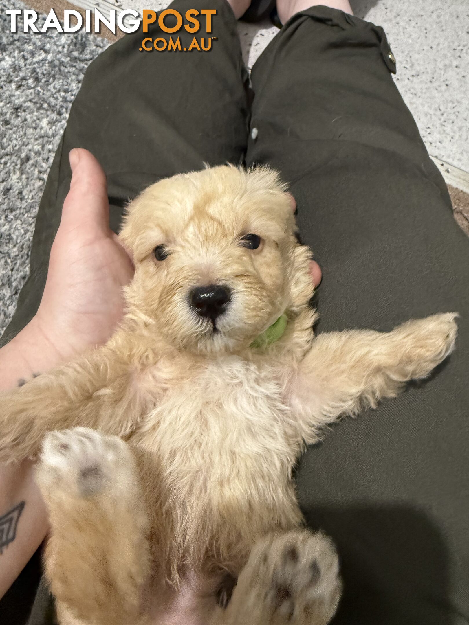 Mini Schnoodle pups ready for Xmas