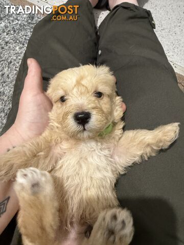 Mini Schnoodle pups ready for Xmas