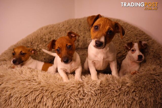 Purebred Jack Russell Terrier puppies