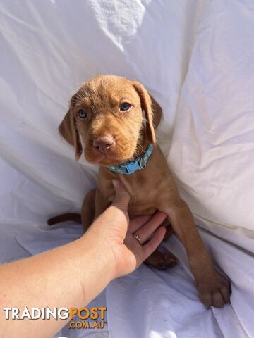 Rare Wirehaired Vizsla Puppies