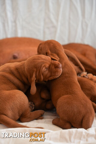 Rare Wirehaired Vizsla Puppies