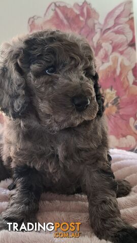 PURE BREED TOY POODLES AVAILABLE NOW FOR YOU VALENTINE - DAD DNA CLEAR