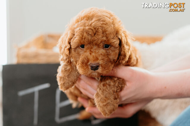 PURE BREED TOY POODLES AVAILABLE NOW FOR YOU VALENTINE - DAD DNA CLEAR