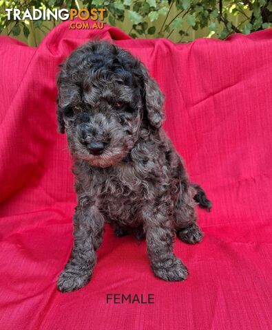 PURE BREED TOY POODLES AVAILABLE NOW FOR YOU VALENTINE - DAD DNA CLEAR