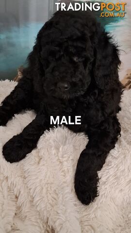 PURE BREED TOY POODLES AVAILABLE NOW FOR YOU VALENTINE - DAD DNA CLEAR