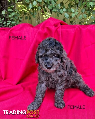 PURE BREED TOY POODLES AVAILABLE NOW FOR YOU VALENTINE - DAD DNA CLEAR