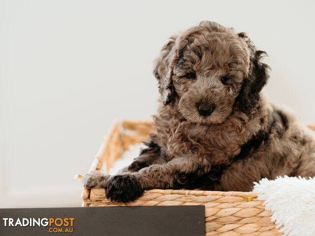 PURE BREED TOY POODLES AVAILABLE NOW FOR YOU VALENTINE - DAD DNA CLEAR