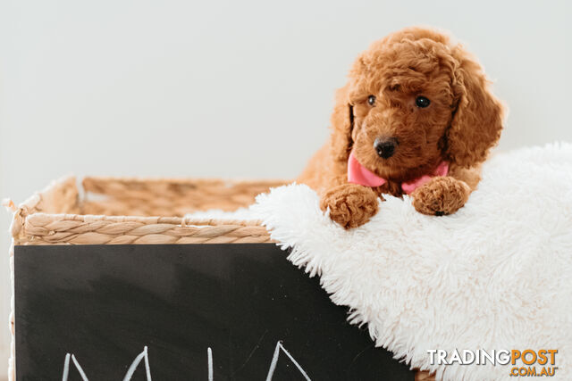 PURE BREED TOY POODLES AVAILABLE NOW FOR YOU VALENTINE - DAD DNA CLEAR