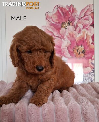 PURE BREED TOY POODLES AVAILABLE NOW FOR YOU VALENTINE - DAD DNA CLEAR