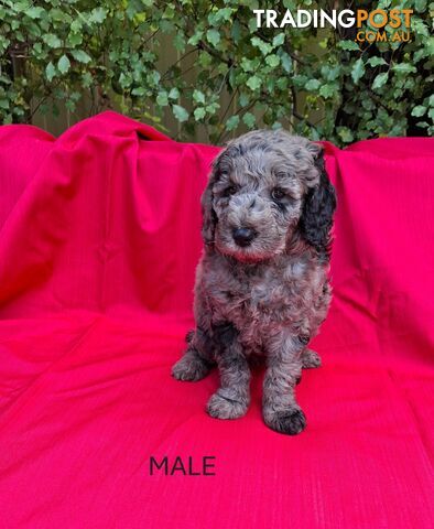 PURE BREED TOY POODLES AVAILABLE NOW FOR YOU VALENTINE - DAD DNA CLEAR