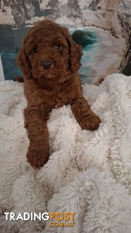 PURE BREED TOY POODLES AVAILABLE NOW FOR YOU VALENTINE - DAD DNA CLEAR