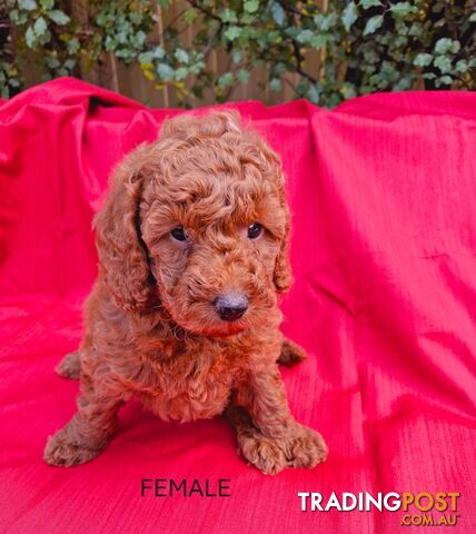 PURE BREED TOY POODLES AVAILABLE NOW FOR YOU VALENTINE - DAD DNA CLEAR