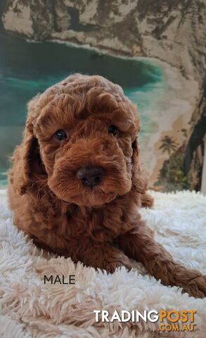 PURE BREED TOY POODLES AVAILABLE NOW FOR YOU VALENTINE - DAD DNA CLEAR