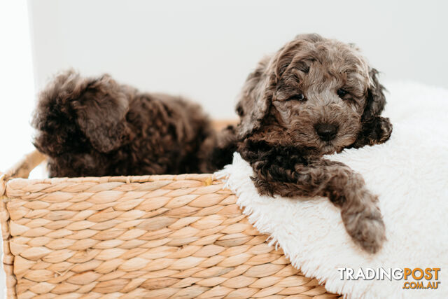 PURE BREED TOY POODLES AVAILABLE NOW FOR YOU VALENTINE - DAD DNA CLEAR