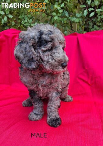 PURE BREED TOY POODLES AVAILABLE NOW FOR YOU VALENTINE - DAD DNA CLEAR