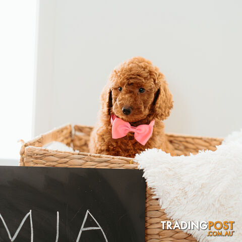 PURE BREED TOY POODLES AVAILABLE NOW FOR YOU VALENTINE - DAD DNA CLEAR