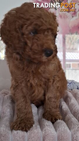 PURE BREED TOY POODLES AVAILABLE NOW FOR YOU VALENTINE - DAD DNA CLEAR