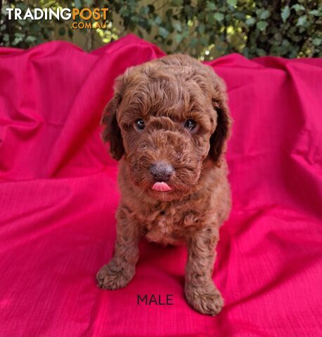 PURE BREED TOY POODLES AVAILABLE NOW FOR YOU VALENTINE - DAD DNA CLEAR