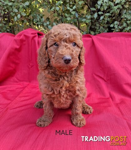 PURE BREED TOY POODLES AVAILABLE NOW FOR YOU VALENTINE - DAD DNA CLEAR