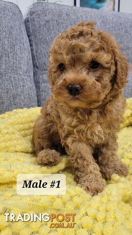 Cavoodle Puppies – DNA Clear Parents 2 X BOY SOLD