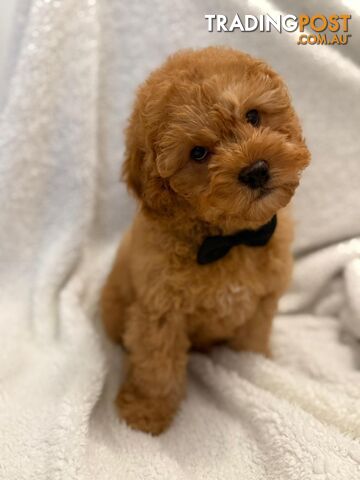 Cavoodle Puppies – DNA Clear Parents