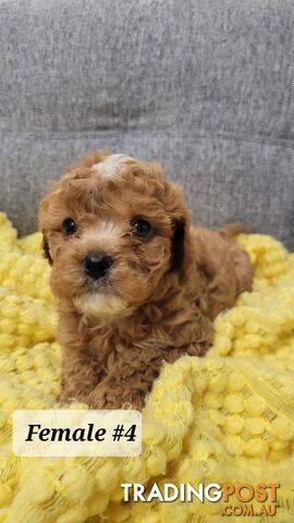 Sweet Cavoodle Puppies – Ready to Join Your Family!