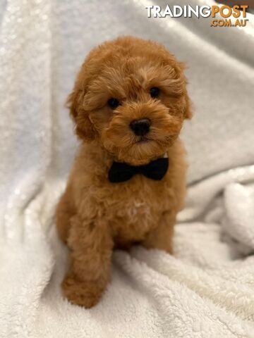 Cavoodle Puppies – DNA Clear Parents