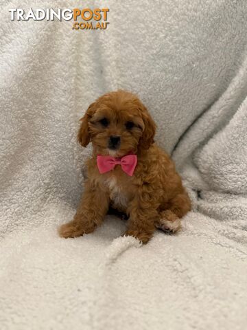 Cavoodle Puppies – DNA Clear Parents