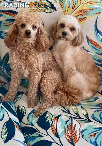 Cavoodle Puppies – DNA Clear Parents