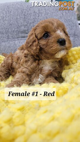 Sweet Cavoodle Puppies – Ready to Join Your Family!