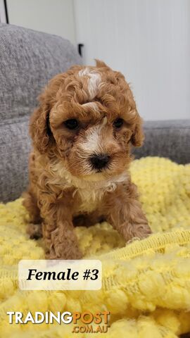 Sweet Cavoodle Puppies – Ready to Join Your Family!