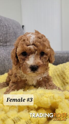 Sweet Cavoodle Puppies – Ready to Join Your Family!