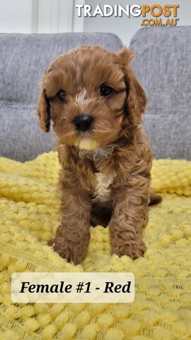 Sweet Cavoodle Puppies – Ready to Join Your Family!