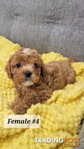 Cavoodle Puppies – DNA Clear Parents 2 X BOY SOLD