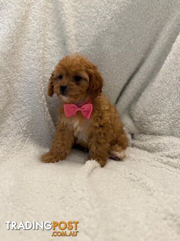 Cavoodle Puppies – DNA Clear Parents