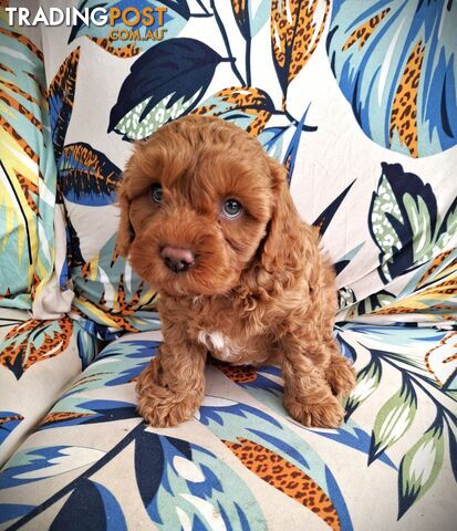 Sweet Cavoodle Puppies – Ready to Join Your Family!