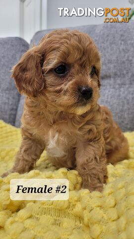 Sweet Cavoodle Puppies – Ready to Join Your Family!